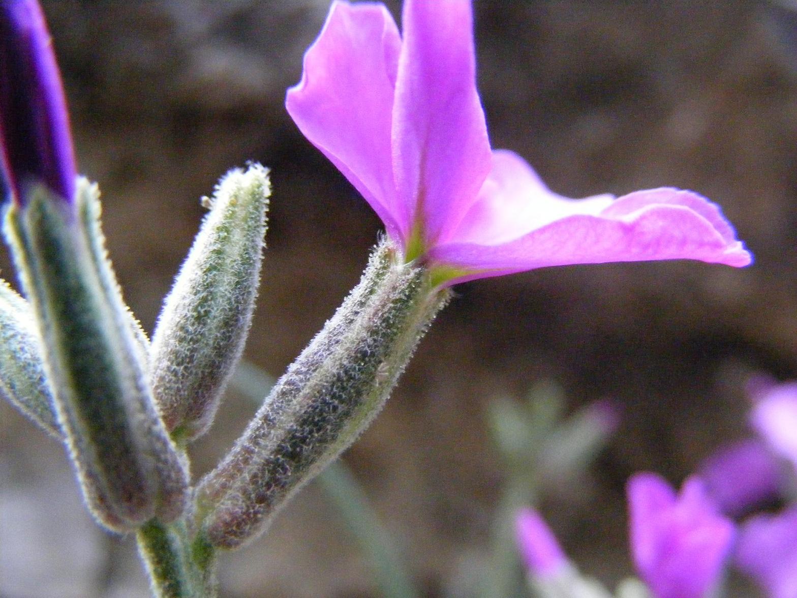 Matthiola fruticulosa subsp. valesiaca / Violaciocca minore